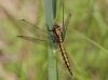 J15_3092 Orthetrum cancellatum male